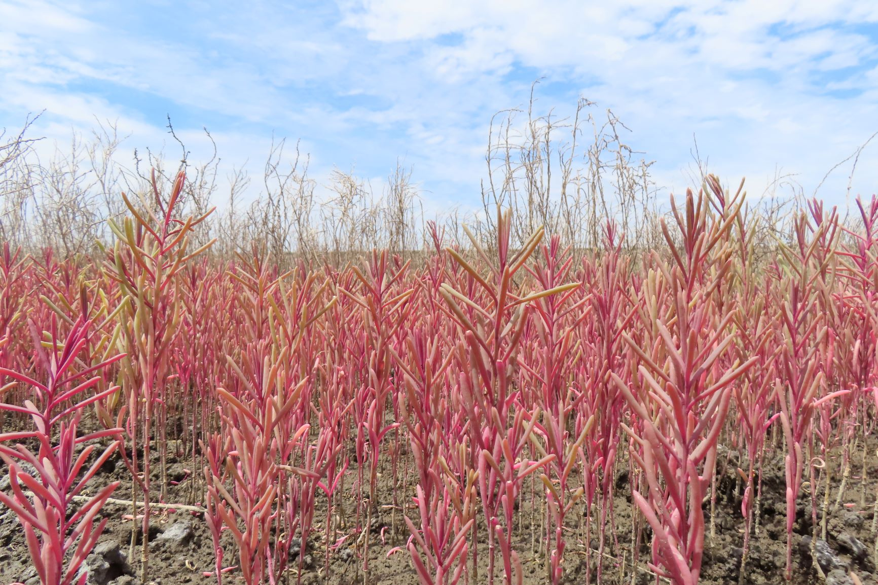乾燥した大地に群生する、赤く色づいた多肉植物のような細長い茎を持つシチメンソウが、青空と白い雲が広がる背景に向かってまっすぐと伸びている、令和7年6月6日時点の写真