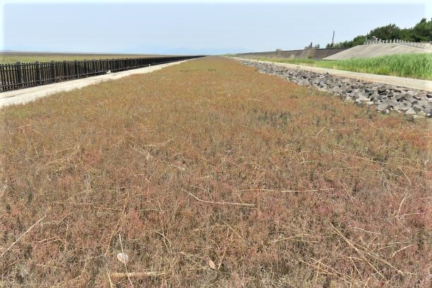 舗装された遊歩道と黒い柵に挟まれた細長い平地に、茶色や赤みを帯びたシチメンソウが地表を覆うように密集して広がり、その先には遠くの山影と淡い空が続く、令和7年7月3日時点の写真