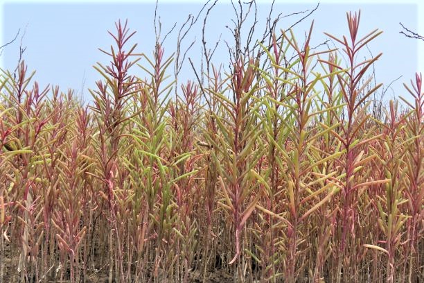 赤や黄色に色づき始めたシチメンソウが、乾燥した大地にまっすぐと密集して群生しており、その背景には細く枯れた枝のような植物と淡い水色の空が広がる令和7年7月3日時点の写真