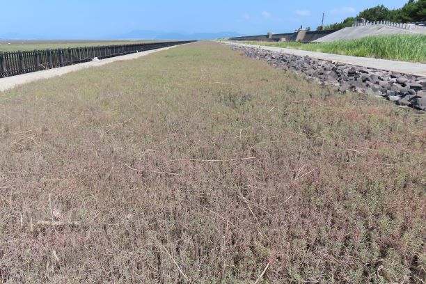 広大な干潟の地表に、手前には緑色の低い草が点在し、中央から奥にかけて赤く色づいたシチメンソウの群生が帯状に広がり、その向こうにうっすらと山影が見える令和7年7月10日時点の写真