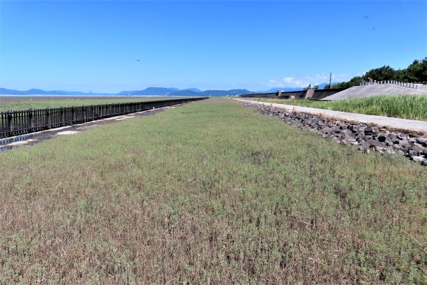 乾燥した大地から上に向かって放射状に伸びる、赤やピンクに色づいたシチメンソウが画面全体に密集し、背後にある枯れた植物の茎越しに淡い青空を望む、令和7年7月24日時点の写真