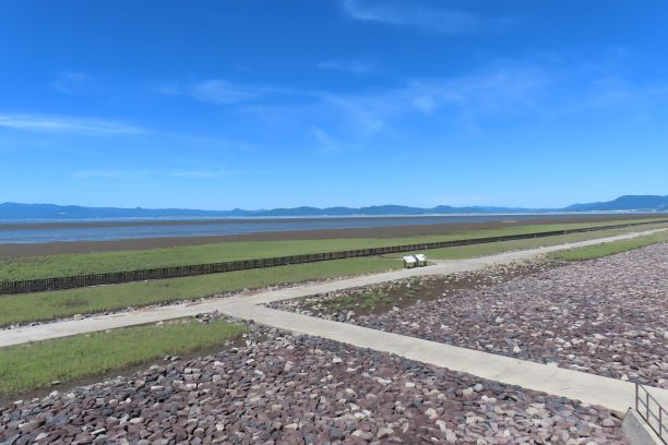 細い茎に多肉質の小さな節が密集し、淡い緑から赤色へと色付き始めたシチメンソウの群生が、石の混じる湿地の地面いっぱいに広がり、遠くの青い空と白い雲に向かって地平線まで続く令和7年7月31日時点の写真