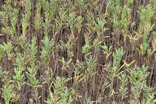 茶色い地面から細長く尖った薄緑色の葉を持つ植物が無数に群生しており、垂直に伸びる細い茎が画面全体を埋め尽くすように密集して生え揃っている自然の風景を捉えた写真