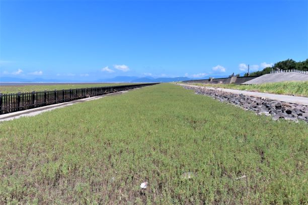 抜けるような青空と白い雲の下、左側の広大な干潟と右側の石垣のある堤防道路に挟まれた平地に、緑色から赤色へと色付き始めたシチメンソウの群生が地平線の先まで真っ直ぐに続く、令和7年9月11日時点の写真