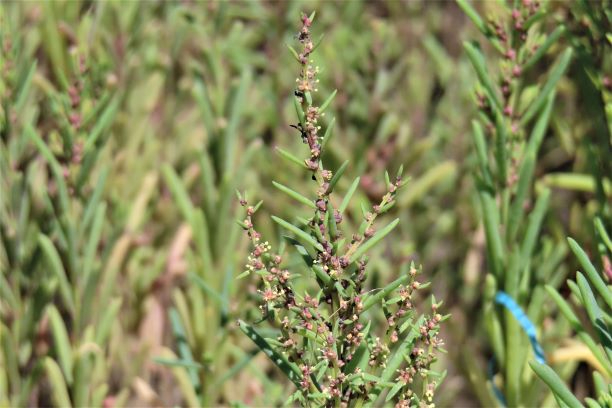 細長く肉厚な緑色の葉が密生する中から、茎に沿って赤みを帯びた小さな花や蕾が縦に並んで咲いているシチメンソウの様子の、令和7年8月15日時点の写真