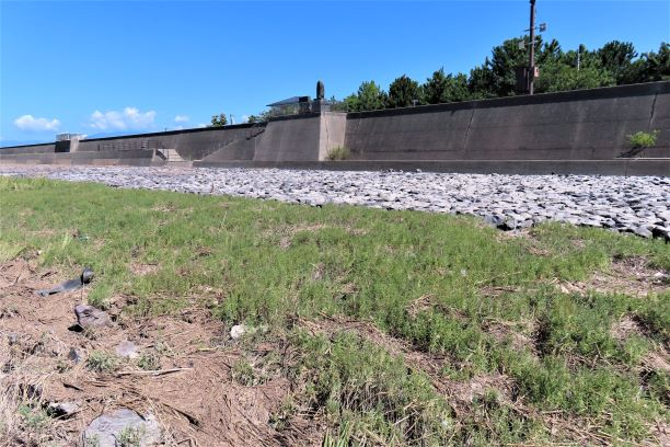 抜けるような青空と白い雲の下、左側の広大な干潟と右側の石垣のある堤防道路に挟まれた平地に、緑色から赤色へと色付き始めたシチメンソウの群生が地平線の先まで真っ直ぐに続く、令和7年9月11日時点の写真