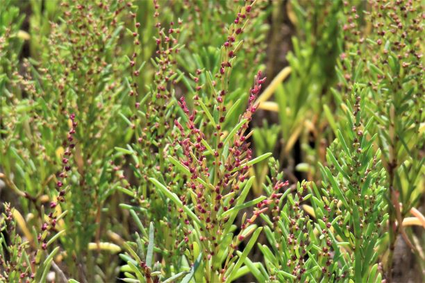 細い茎に肉厚で多肉質な緑の葉が対生し、その茎に沿って赤紫色の小さな花が穂状に密集して咲いている様子を、周囲のシチメンソウとともに上部から鮮明に捉えた、令和7年8月22日時点の写真