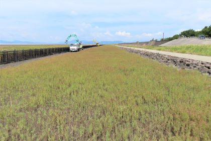 広大な干潟の草地に置かれた白いトラックと重機が、遠景の水平線や青空の下で作業を行っており、手前には緑色のシチメンソウが広がる、令和7年8月28日時点の写真