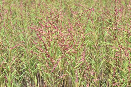 細長い緑色の茎に赤紫色の小さな花や実が密集してついたシチメンソウが、画面いっぱいに群生している、令和7年8月28日時点の写真