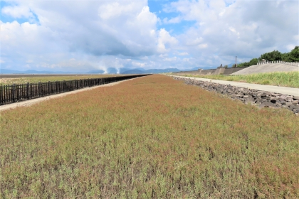 広大な干潟の草地に木製の長い柵と石積みの堤防が並行して伸びており、その間に赤みを帯びたシチメンソウが群生し、遠景には穏やかな海と山々、令和7年9月5日時点の写真