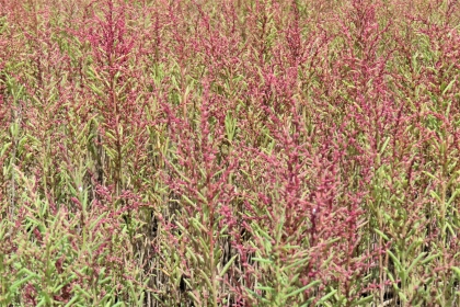 細長い緑の茎の先に赤紫色の小さな花や実が密集してついたシチメンソウが、画面全体に広がり鮮やかに群生している様子の令和7年9月5日時点の写真