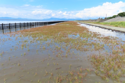 穏やかに波打つ水面に浸かったシチメンソウが、奥へと広大な群生を形成しており、左側に続く長い木製の柵と右側の護岸に挟まれた令和7年9月11日時点の写真