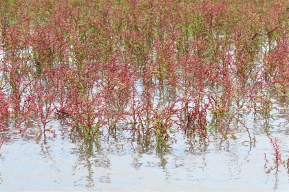 水面に浸かった状態のシチメンソウが画面全体に群生しており、赤紫色の繊細な枝葉が水面に反射しながら美しく立ち並んでいる、令和7年9月11日時点の写真