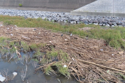 護岸沿いの干潟に、上流から流れ着いた大量の流木や枯れ草、プラスチック容器などの漂着ゴミが植物の間に厚く堆積しており、遠景に見える堤防やコンクリートの構造物とは対照的な、令和7年9月11日時点の写真