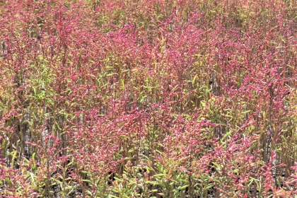 細長い緑の茎の先に赤紫色の小さな花や実が密集してついたシチメンソウが、画面全体に広がり鮮やかに群生している様子の写真
