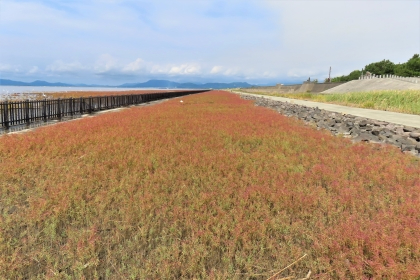 広大な干潟の草地に木製の長い柵と石積みの堤防が並行して伸びており、その間に赤みを帯びたシチメンソウが群生し、遠景には穏やかな海と山々、令和7年9月25日時点の写真