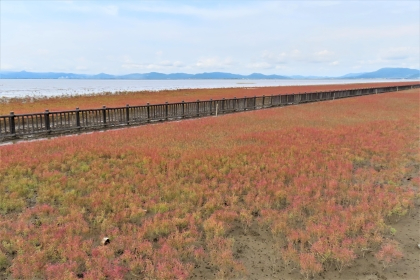 赤紫色に紅葉したシチメンソウが画面手前から奥まで広大な群生を形成しており、その中を一本の長い木製の柵が水平線に向かって真っ直ぐに伸びている、令和7年9月25日時点の写真
