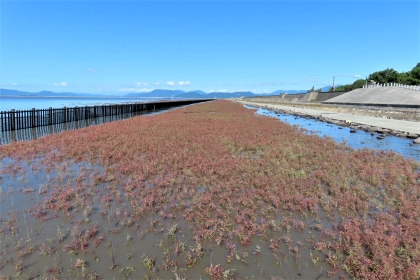 青空の下、海岸沿いに広がる干潟に赤く色づいたシチメンソウが群生しており、遠くには穏やかな海と山並みが広がり、右側にはコンクリートの堤防と遊歩道が続く、令和7年10月9日時点の写真