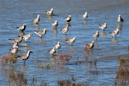 穏やかな波が寄せる水辺で、まだら模様の羽を持つたくさんの野鳥たちが、水面に足を浸しながら思い思いの方向を向いて群れをなし、静かに休息したり餌を探したりしている令和7年10月9日時点の写真