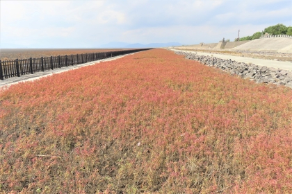 海岸沿いの広い干潟と堤防に挟まれた平地に、鮮やかに紅葉したシチメンソウがまるで赤い絨毯を敷き詰めたかのように一面に広がる、令和7年10月14日時点の写真