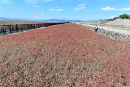 青空の下、海岸沿いの堤防に囲まれた広大な敷地一面に赤く色づいたシチメンソウが群生しており、右側の舗装された歩道には景色を眺めながら歩いている男性が写っている令和7年10月20日時点の写真