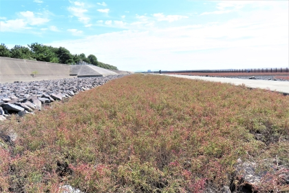 青空の下で堤防と舗装路に挟まれた平地に赤茶色のシチメンソウが広範囲に群生している、令和7年10月20日時点の写真
