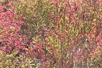 赤や緑に色づいた小さな節のある茎が密集して生い茂り、秋の訪れを感じさせるシチメンソウが湿地帯のような場所で力強く群生している、令和7年10月20日時点の写真