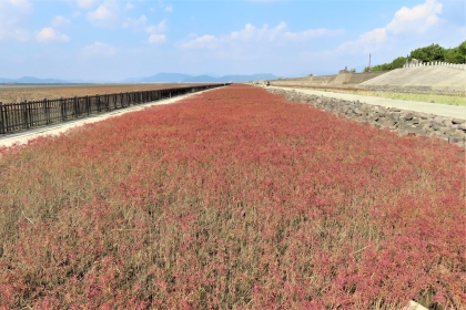 青空の下で遠くの山々まで続く広大な干潟の脇に、赤く色づいたシチメンソウが帯状に群生しており、左側の黒い柵と右側の石積みの堤防に挟まれた未舗装の道が真っ直ぐ奥へと伸びる、令和7年10月27日時点の写真