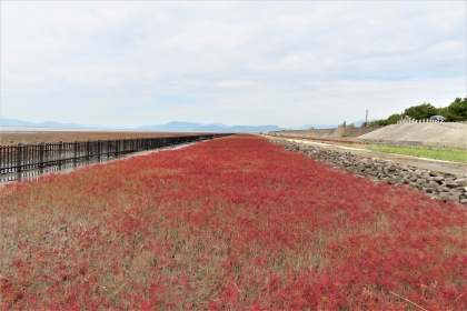 曇り空の下で海岸沿いに真っ赤な絨毯のように広がるシチメンソウの群生が、左側の黒い柵や右側の石積みの堤防に挟まれて奥へと真っ直ぐ続いている、令和7年11月5日時点の写真