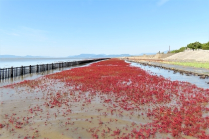 青い空の下で海岸沿いに広がる赤く色付いたシチメンソウの群生地が、左側の黒い柵と右側の護岸に挟まれて奥へと続き、遠くの山々や穏やかな海面と調和している令和7年11月7日時点の写真