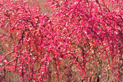 鮮やかに赤く色づいたシチメンソウが画面いっぱいに広がり、多肉質の茎が密集して複雑に重なり合う様子の令和7年11月10日時点の写真