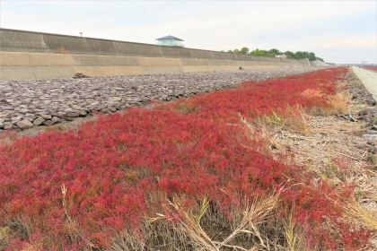 高く長いコンクリートの防波堤と石畳の斜面に沿って、鮮やかな赤色に色づいたシチメンソウの群生が奥へと真っ直ぐ続いており、曇り空の下で秋の訪れを感じさせる令和7年11月13日時点の写真