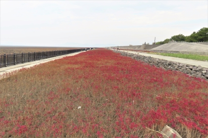 海岸沿いの遊歩道に隣接した平坦な湿地に、紅葉して鮮やかな赤色に染まったシチメンソウが地平線の先まで絨毯のように広がり、左側の干潟や右側の石積みの堤防とともに撮影した、