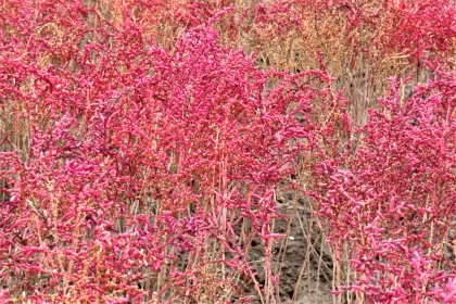 鮮やかな赤色やピンク色に色付いたシチメンソウが密集して生えている、令和7年11月17日時点の写真