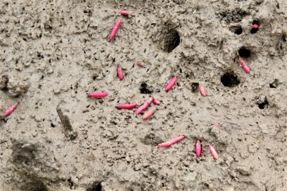 茶褐色の湿った泥地に、鮮やかなピンク色をした細長い棒状の物体が複数点在しており、泥には小さな穴がいくつも開いている干潟を接写した令和7年11月17日時点の写真