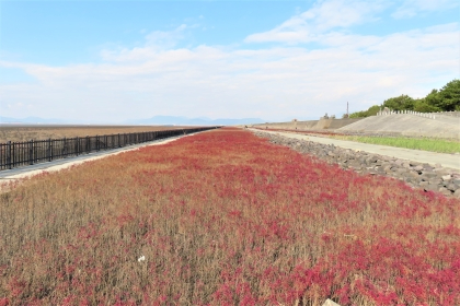 抜けるような青空の下、黒い柵が続く海岸線と石積みの堤防に挟まれた平地に、紅葉して赤く色づいたシチメンソウがまるで絨毯のように一面に広がる、令和7年11月19日時点の写真