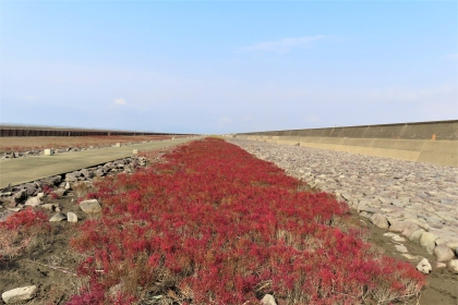 青空の下、左右を石垣や舗装路に挟まれた平坦な土地の中央を、赤く色づいたシチメンソウの群生が奥へと真っ直ぐ伸びており、遠景には海岸線の堤防が広がる秋の穏やかな干潟の風景を捉えた令和7年11月25日時点の写真