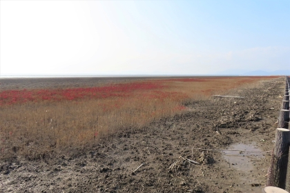平坦で広大な湿地の泥土が手前に広がり、その奥に赤く色づいたシチメンソウの群生が帯状に連なり、遠くの水平線と淡い青空に向かって穏やかな風景が続いている、令和7年11月26日時点の写真