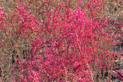 乾燥した地面に群生し、赤く色づいた多肉質の茎や枝が複雑に絡み合いながら上に向かって伸びている、令和7年11月26日時点の写真