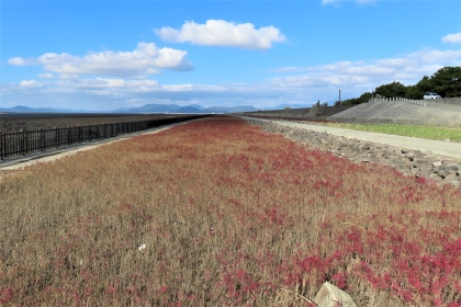 地平線まで続く広大な干潟の傍らに、赤く色付いたシチメンソウの群生が直線状に広がり、右側には石垣のある堤防道路と遠くに山並みを望む、令和7年11月28日時点の写真