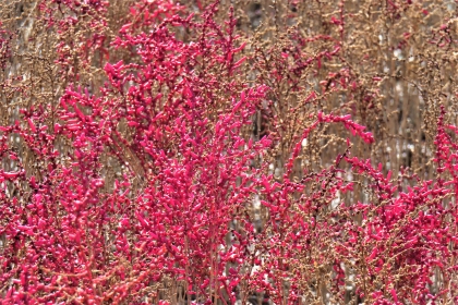 細かな粒のような紅色の葉や花を付けたシチメンソウが密集して生い茂り、背後には乾燥して茶色く変色したシチメンソウが重なり合うように広がっている、令和7年11月28日時点の写真