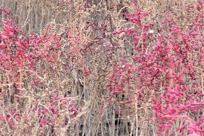 乾燥した淡い茶色の細い枝や茎が複雑に絡み合い、その一部に鮮やかなピンク色や赤紫色の多肉質の葉が密集して茂っているシチメンソウが群生している令和7年12月3日時点の写真