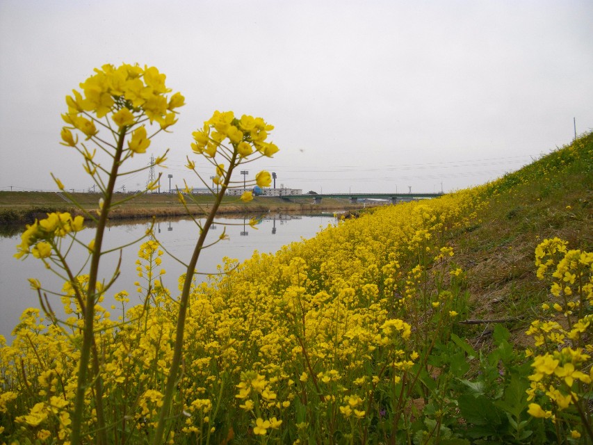 川の土手一面に鮮やかな黄色の菜の花が咲き誇っている嘉瀬川堤防の写真